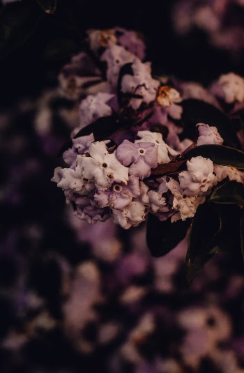 Unsplash ID Br52Jz8Qxvs