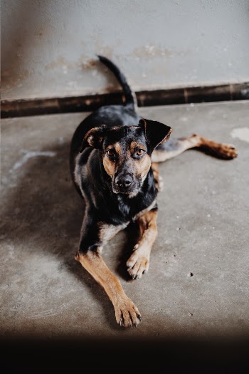Unsplash ID bSHEEO3che4