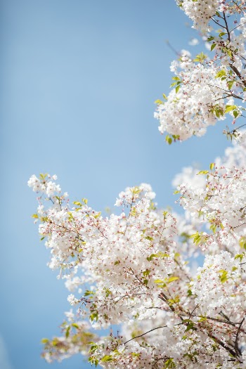 Unsplash ID BsKialH3Qzg