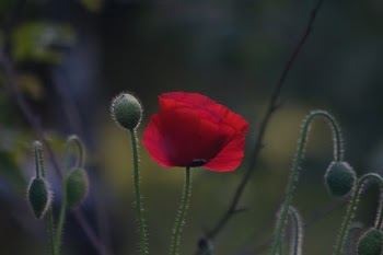 Unsplash ID bU7sui1t26k
