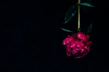 Unsplash ID bZlV3QZ6zoU
