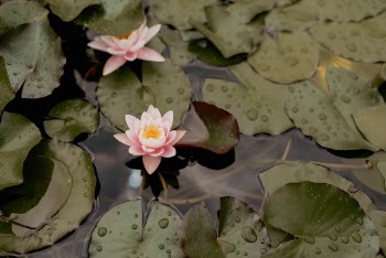 Unsplash ID c_MKKmc7Swk