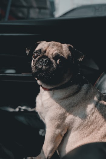 Unsplash ID c11_sMCmlgg