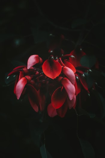 Unsplash ID C83spss9s1Y