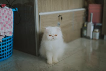 Unsplash ID c8yq39WBu3I