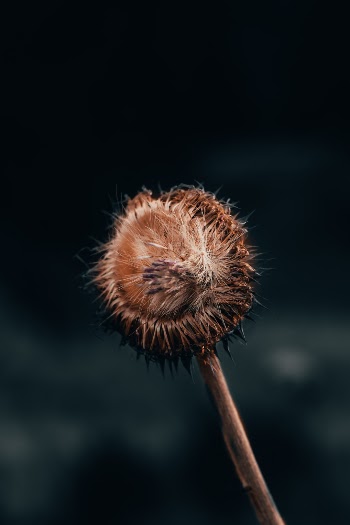 Unsplash ID c9dY1agX9mk
