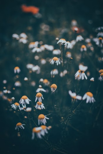 Unsplash ID CA9oNcOBAbQ