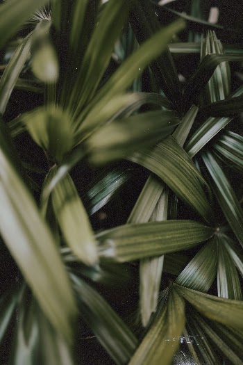 Unsplash ID Cbb_Jn9edPo