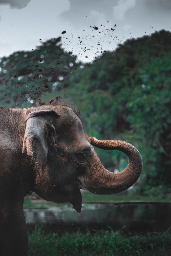 Unsplash ID cbNVRnlntZ8