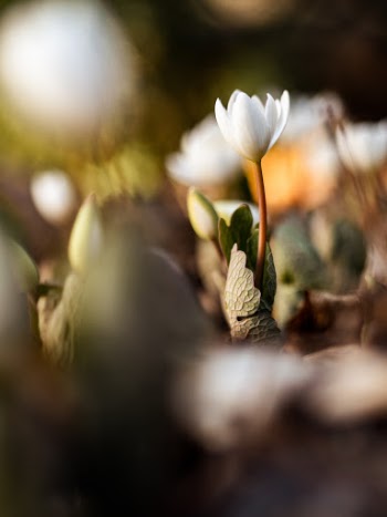 Unsplash ID cbXqMA6anQU