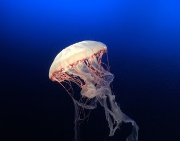 Unsplash ID ccJwEyfSZfY