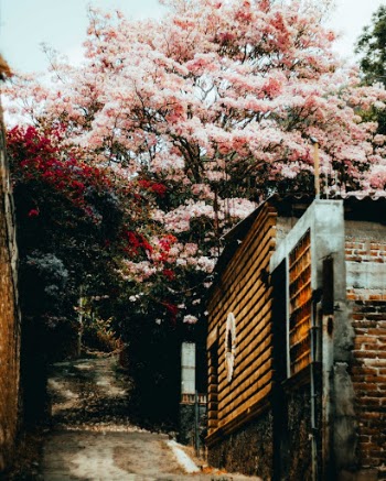 Unsplash ID cHwkV8dWS9s