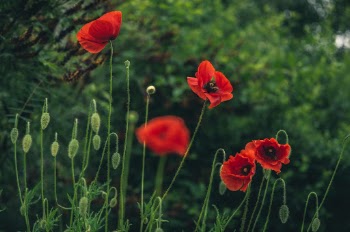 Unsplash ID cIlGVoWysYc