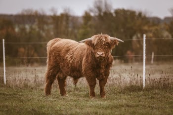Unsplash ID cktt9hr5Tkg
