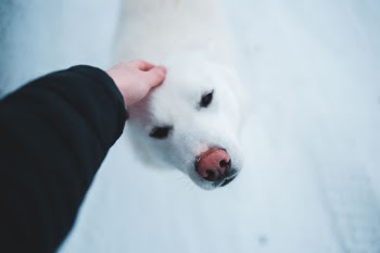 Unsplash ID ClkQd4-ZfSQ