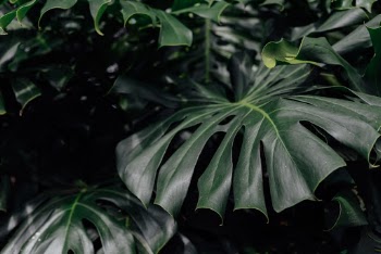 Unsplash ID COCm5JFTfHc