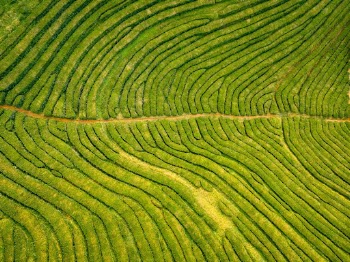 Unsplash ID cPeCmVChZu0