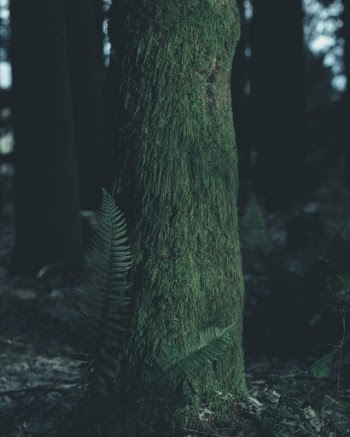 Unsplash ID csIP21dp6u0