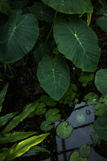 Unsplash ID CUh02aWy1Mg