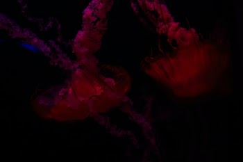 Unsplash ID cvhdyrdLKeQ