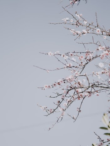 Unsplash ID Cxsmnmfxjxc