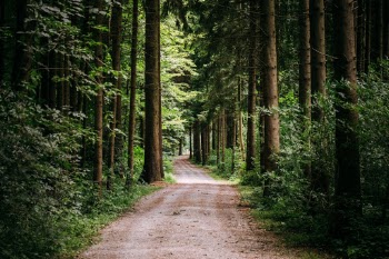 Unsplash ID CyKjSa4aFUs