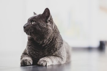 Unsplash ID CzcK8pMZ1Kw