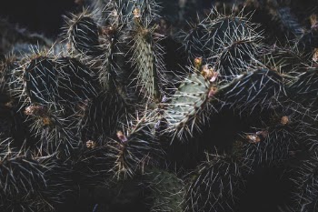 Unsplash ID D_DMDw6m3w8