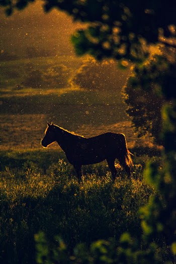 Unsplash ID d0DpgQy1rh0
