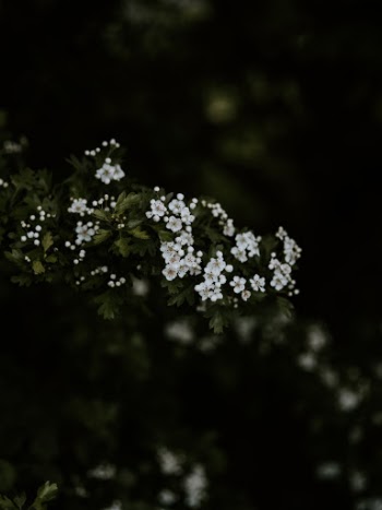 Unsplash ID D984SpY948M