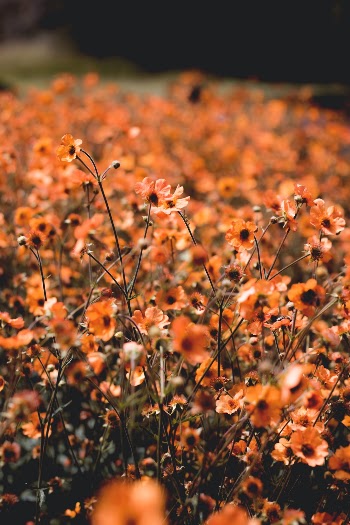 Unsplash ID DByTSWNmP2Q