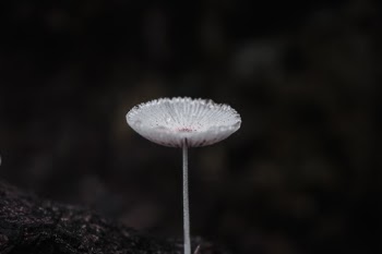 Unsplash ID dduRtiR5q8Q