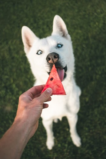 Unsplash ID dFgtAO0qBVk