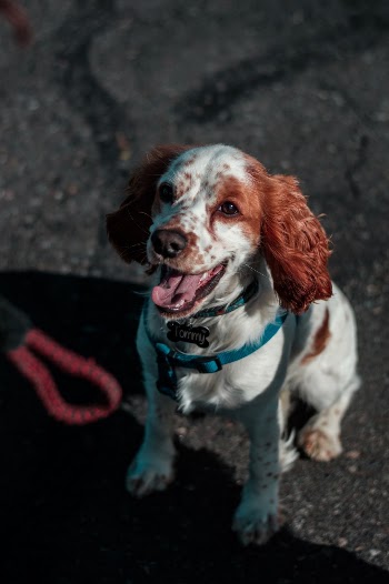 Unsplash ID dfVoqS8Bjvo