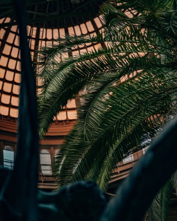 Unsplash ID dGfT7brhiLU