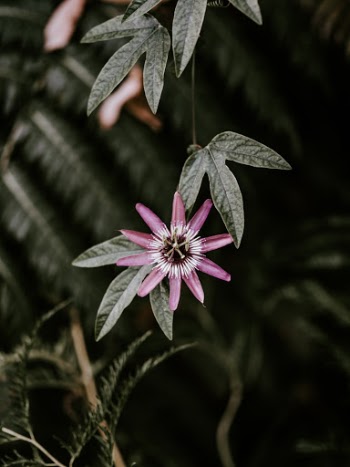 Unsplash ID dHDXAv3ft98