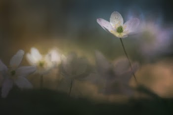 Unsplash ID DilJHPmJLs4