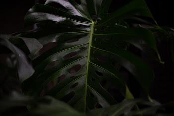 Unsplash ID DMHPOxMVg_Q