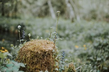 Unsplash ID dnLTCzkeDxs