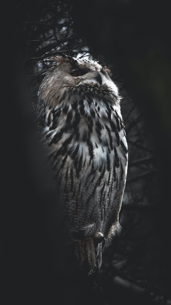 Unsplash ID dPnheC5ObaM