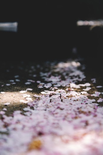 Unsplash ID dqDPGq34lCM