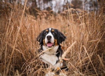 Unsplash ID DRT02CURWE8