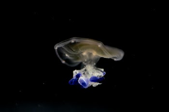 Unsplash ID Dsca2_4YfSM