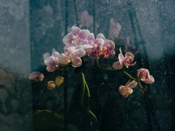 Unsplash ID dSH833s7hTs