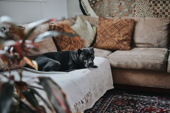 Unsplash ID dTS9hQ7t7NE