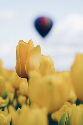 Unsplash ID dUqaAYx7RaA