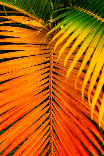 Unsplash ID Dw3DNZbu8ko