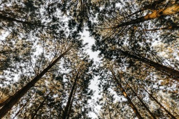 Unsplash ID e_DmszdpETY