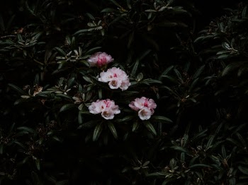 Unsplash ID E-JQUqfcvKY