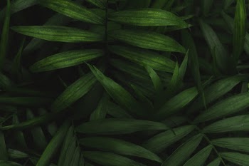 Unsplash ID e686hqKXQsk